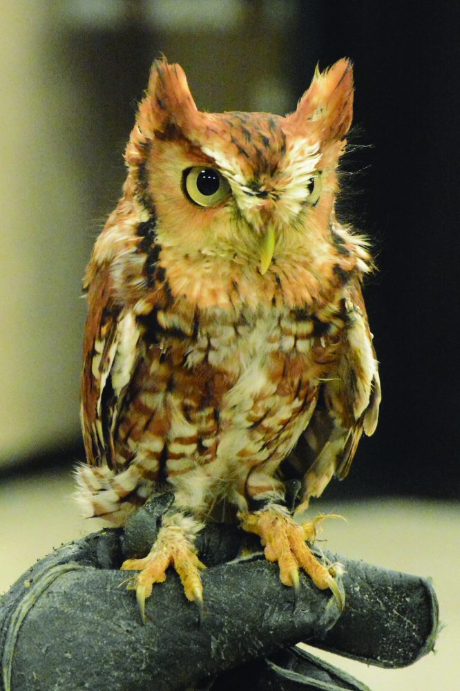 Owl on a mans glove