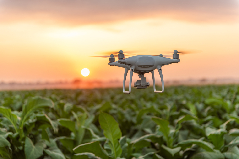 A drone is hovering over a tobacco field at sunset. Used as a visual representation of the agriculture summer camp.